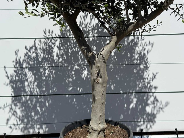 Olijfboom andalucia l - olea europaea - ca. 50 jaar oud - hoogte ca. 200 cm - afbeelding 6 van  6