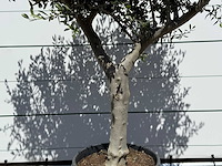 Olijfboom andalucia l - olea europaea - ca. 50 jaar oud - hoogte ca. 200 cm - afbeelding 6 van  6