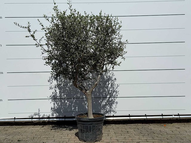 Olijfboom andalucia l - olea europaea - ca. 50 jaar oud - hoogte ca. 200 cm - afbeelding 1 van  6
