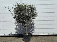 Olijfboom andalucia l - olea europaea - ca. 50 jaar oud - hoogte ca. 200 cm - afbeelding 1 van  6