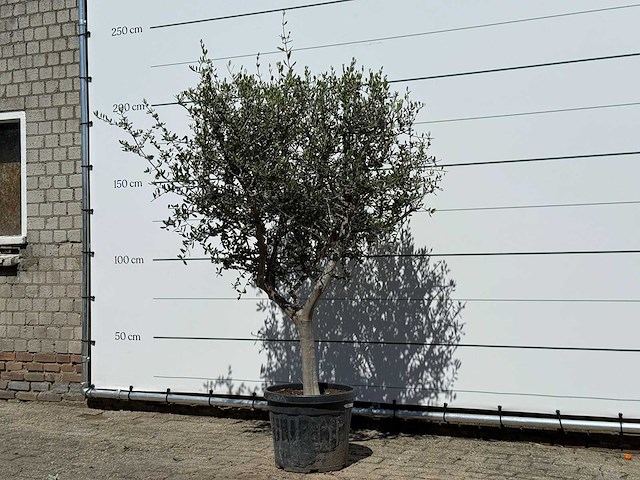 Olijfboom andalucia l - olea europaea - ca. 50 jaar oud - hoogte ca. 200 cm - afbeelding 2 van  6