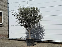 Olijfboom andalucia l - olea europaea - ca. 50 jaar oud - hoogte ca. 200 cm - afbeelding 2 van  6
