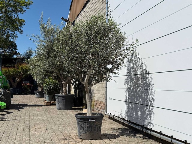 Olijfboom andalucia l - olea europaea - ca. 50 jaar oud - hoogte ca. 200 cm - afbeelding 3 van  6