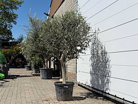 Olijfboom andalucia l - olea europaea - ca. 50 jaar oud - hoogte ca. 200 cm - afbeelding 3 van  6