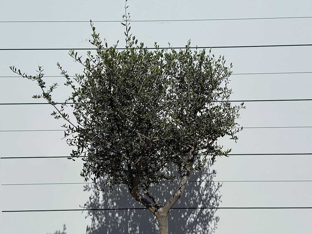 Olijfboom andalucia l - olea europaea - ca. 50 jaar oud - hoogte ca. 200 cm - afbeelding 5 van  6