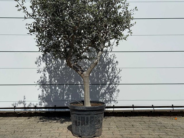 Olijfboom andalucia l - olea europaea - ca. 50 jaar oud - hoogte ca. 200 cm - afbeelding 6 van  6