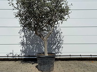 Olijfboom andalucia l - olea europaea - ca. 50 jaar oud - hoogte ca. 200 cm - afbeelding 6 van  6