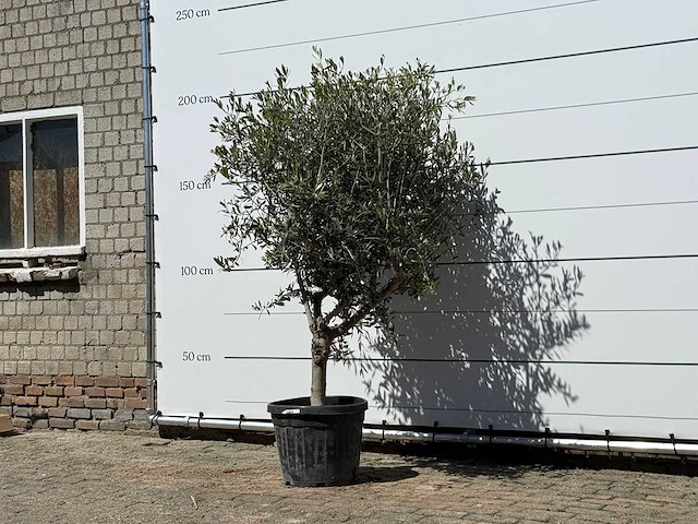 Olijfboom andalucia l - olea europaea - ca. 50 jaar oud - hoogte ca. 200 cm - afbeelding 2 van  4
