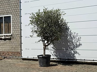 Olijfboom andalucia l - olea europaea - ca. 50 jaar oud - hoogte ca. 200 cm - afbeelding 2 van  4