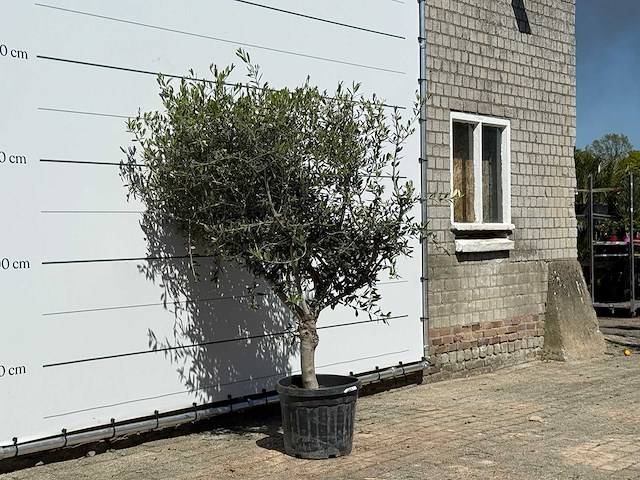 Olijfboom andalucia l - olea europaea - ca. 50 jaar oud - hoogte ca. 200 cm - afbeelding 3 van  4