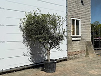 Olijfboom andalucia l - olea europaea - ca. 50 jaar oud - hoogte ca. 200 cm - afbeelding 3 van  4