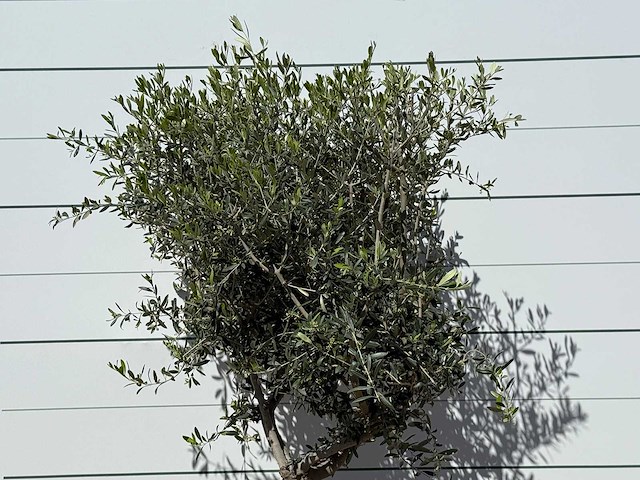 Olijfboom andalucia l - olea europaea - ca. 50 jaar oud - hoogte ca. 200 cm - afbeelding 4 van  4