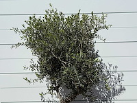 Olijfboom andalucia l - olea europaea - ca. 50 jaar oud - hoogte ca. 200 cm - afbeelding 4 van  4