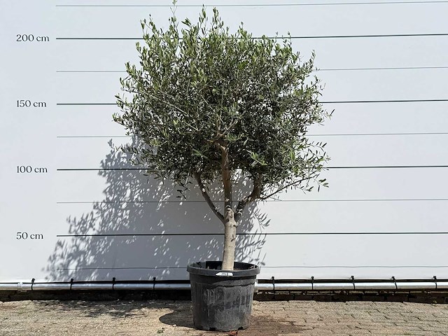Olijfboom andalucia l - olea europaea - ca. 50 jaar oud - hoogte ca. 200 cm - afbeelding 1 van  8
