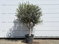 Olijfboom andalucia l - olea europaea - ca. 50 jaar oud - hoogte ca. 200 cm - afbeelding 1 van  8