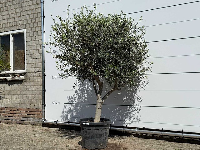 Olijfboom andalucia l - olea europaea - ca. 50 jaar oud - hoogte ca. 200 cm - afbeelding 2 van  8