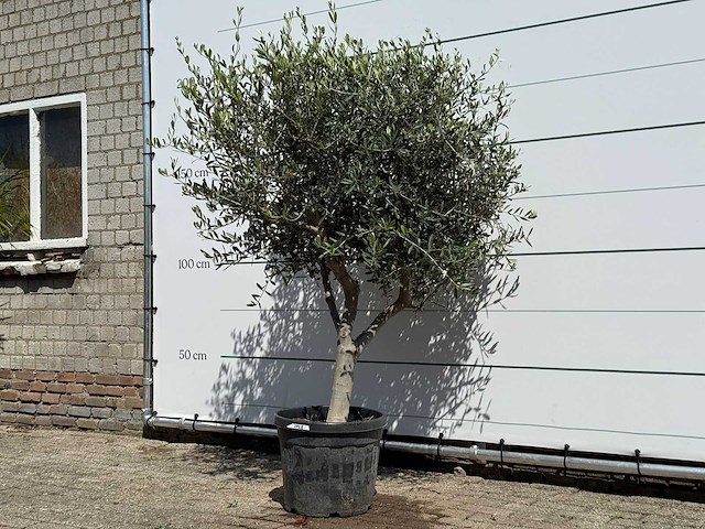 Olijfboom andalucia l - olea europaea - ca. 50 jaar oud - hoogte ca. 200 cm - afbeelding 3 van  8