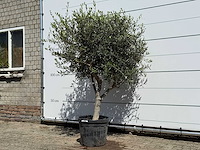 Olijfboom andalucia l - olea europaea - ca. 50 jaar oud - hoogte ca. 200 cm - afbeelding 3 van  8