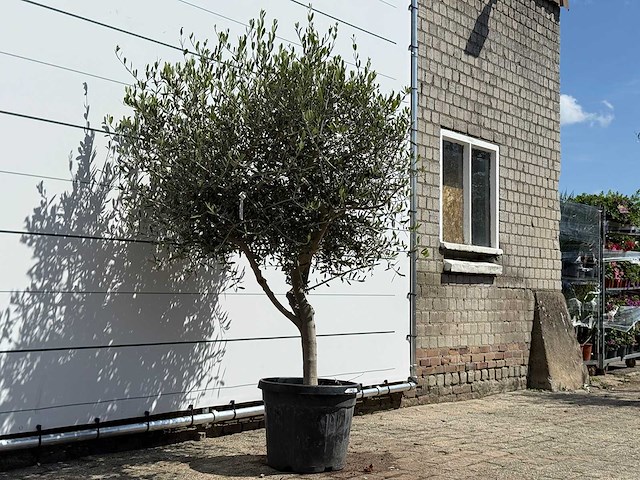 Olijfboom andalucia l - olea europaea - ca. 50 jaar oud - hoogte ca. 200 cm - afbeelding 4 van  8