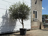 Olijfboom andalucia l - olea europaea - ca. 50 jaar oud - hoogte ca. 200 cm - afbeelding 4 van  8