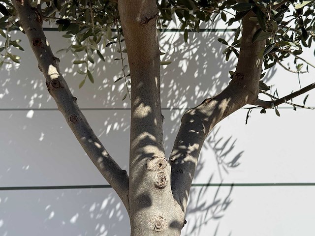 Olijfboom andalucia l - olea europaea - ca. 50 jaar oud - hoogte ca. 200 cm - afbeelding 5 van  8