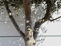 Olijfboom andalucia l - olea europaea - ca. 50 jaar oud - hoogte ca. 200 cm - afbeelding 5 van  8