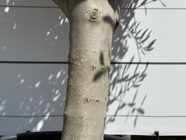Olijfboom andalucia l - olea europaea - ca. 50 jaar oud - hoogte ca. 200 cm - afbeelding 6 van  8