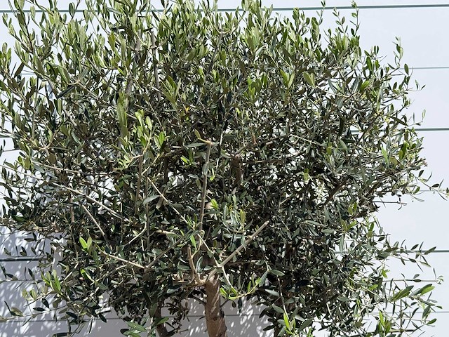 Olijfboom andalucia l - olea europaea - ca. 50 jaar oud - hoogte ca. 200 cm - afbeelding 7 van  8