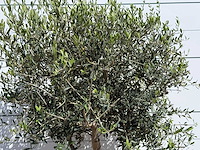 Olijfboom andalucia l - olea europaea - ca. 50 jaar oud - hoogte ca. 200 cm - afbeelding 7 van  8