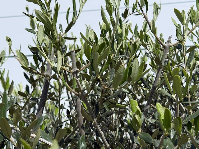 Olijfboom andalucia l - olea europaea - ca. 50 jaar oud - hoogte ca. 200 cm - afbeelding 8 van  8