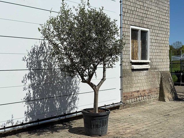 Olijfboom andalucia l - olea europaea - ca. 50 jaar oud - hoogte ca. 200 cm - afbeelding 4 van  6