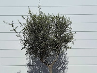 Olijfboom andalucia l - olea europaea - ca. 50 jaar oud - hoogte ca. 200 cm - afbeelding 5 van  6