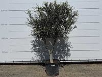 Olijfboom andalucia l - olea europaea - ca. 50 jaar oud - hoogte ca. 200 cm - afbeelding 1 van  6