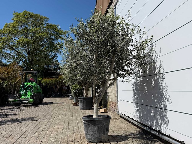 Olijfboom andalucia l - olea europaea - ca. 50 jaar oud - hoogte ca. 200 cm - afbeelding 3 van  6
