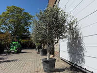Olijfboom andalucia l - olea europaea - ca. 50 jaar oud - hoogte ca. 200 cm - afbeelding 3 van  6