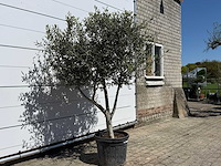 Olijfboom andalucia l - olea europaea - ca. 50 jaar oud - hoogte ca. 200 cm - afbeelding 4 van  6