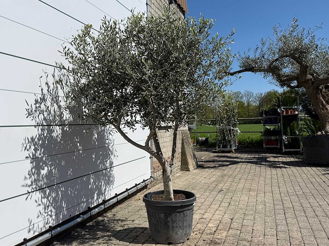Olijfboom andalucia l - olea europaea - ca. 50 jaar oud - hoogte ca. 200 cm - afbeelding 5 van  6