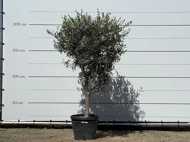 Olijfboom andalucia l - olea europaea - ca. 50 jaar oud - hoogte ca. 210 cm - afbeelding 1 van  4