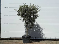 Olijfboom andalucia l - olea europaea - ca. 50 jaar oud - hoogte ca. 210 cm - afbeelding 1 van  4