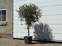 Olijfboom andalucia l - olea europaea - ca. 50 jaar oud - hoogte ca. 210 cm - afbeelding 2 van  4