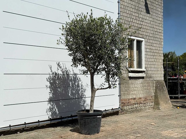 Olijfboom andalucia l - olea europaea - ca. 50 jaar oud - hoogte ca. 210 cm - afbeelding 3 van  4