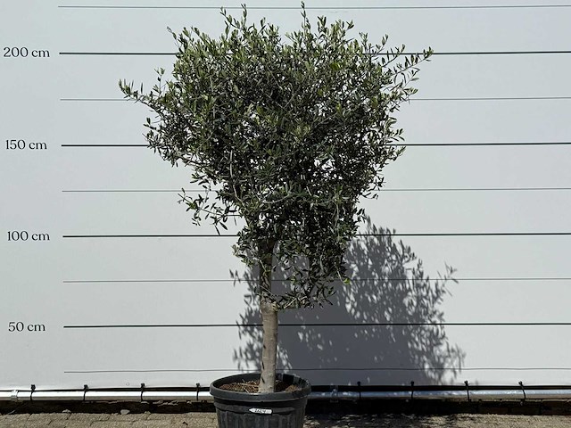 Olijfboom andalucia l - olea europaea - ca. 50 jaar oud - hoogte ca. 210 cm - afbeelding 4 van  4