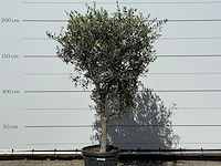 Olijfboom andalucia l - olea europaea - ca. 50 jaar oud - hoogte ca. 210 cm - afbeelding 4 van  4