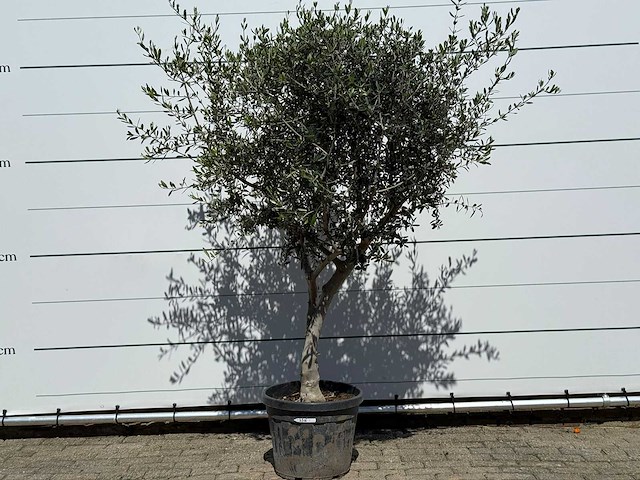 Olijfboom andalucia l - olea europaea - ca. 50 jaar oud - hoogte ca. 220 cm - afbeelding 1 van  8