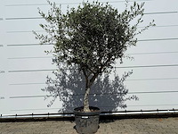 Olijfboom andalucia l - olea europaea - ca. 50 jaar oud - hoogte ca. 220 cm - afbeelding 1 van  8
