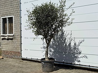 Olijfboom andalucia l - olea europaea - ca. 50 jaar oud - hoogte ca. 220 cm - afbeelding 2 van  8