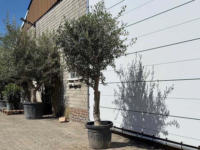 Olijfboom andalucia l - olea europaea - ca. 50 jaar oud - hoogte ca. 220 cm - afbeelding 3 van  8