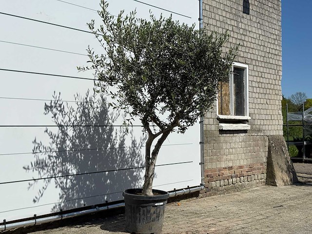 Olijfboom andalucia l - olea europaea - ca. 50 jaar oud - hoogte ca. 220 cm - afbeelding 4 van  8