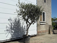 Olijfboom andalucia l - olea europaea - ca. 50 jaar oud - hoogte ca. 220 cm - afbeelding 4 van  8
