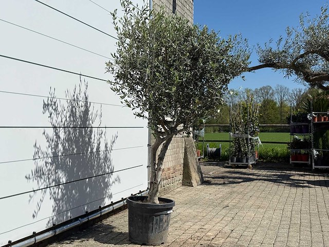 Olijfboom andalucia l - olea europaea - ca. 50 jaar oud - hoogte ca. 220 cm - afbeelding 5 van  8